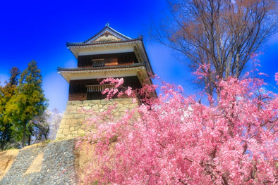 Hanami: A Japanese Spring Tradition